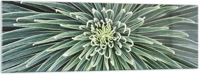 Produktbild von Bilder auf glas - Einteilig - Agave Grün Pflanze - 160x50cm - Glasbilder - Wandbilder - Bilder - zum Aufhängen bereit - Wanddekoration aus Glas - Glas Bilder - Wandbild auf Glas - GAB160x50-4905