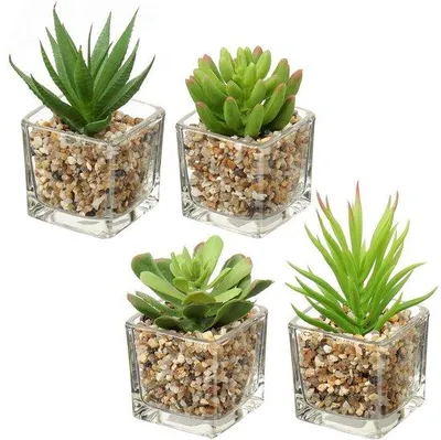 Produktbild von Unyqoos® Set 4 realistische künstliche Sukkulenten im Glas mit Dekosteinen – pflegeleichte Tisch- und Wohnraumdeko für Wohnzimmer, Bad & Büro
