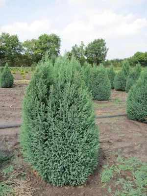 Produktbild von Chamaecyparis lawsoniana 'Ellwoodii' - Kegelzypresse 'Ellwoodii' 40-60