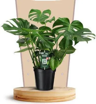 Zdjęcie produktu dla Piekna roslina doniczkowa Monstera Deliciosa, Ø21cm, wysokosc 75cm, latwa w