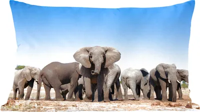 Produktbild von MuchoWow® Zierkissen Sofakissen Wohnzimmer Dekokissen 50x30 cm Elefanten - Tiere - Wasser - Wohnzimmerdekoration - Polster mit Photo