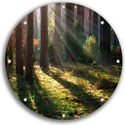 Produktbild von Wallario rundes Outdoor-Poster für Garten oder Balkon, Motiv Sonnenstrahlen im Herbstwald, 30 cm Durchmesser