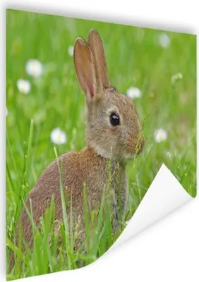 Produktbild von MuchoWow® Poster Kaninchen - Blumen - Gras 120x90 cm - Wandbild