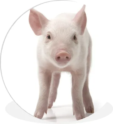 Produktbild von MuchoWow® Rundes Wandbild - Runde Bilder Schwein - Tiere - Weiß Ø 90 cm Kreis Wanddekoration Kunststoff - Wandkreis - Wandschmuck - Wand-Kreis - Wohnzimmer - Bild - Runde - Wanddeko - Dibond - Kunstdrucke