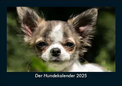 Produktbild von Der Hundekalender 2025 Fotokalender DIN A5
