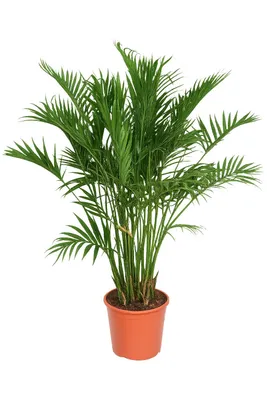 Produktbild von Mexikanische Bergpalme 120-130 cm – Chamaedorea cataractarum | pflegeleichte Zimmerpflanze, luftreinigend, ideal für Wohnzimmer & Büro