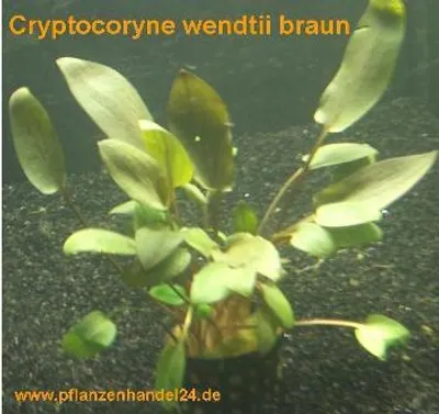 Produktbild von 1 Topf Cryptocoryne wendtii braun, Wasserpflanzen