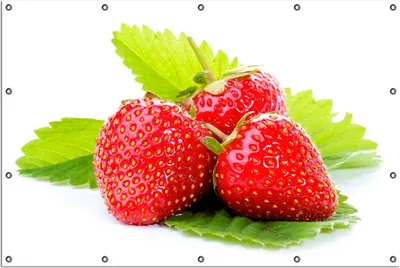 Produktbild von Wallario Outdoor-Poster für Garten oder Balkon, Motiv Frische rote Erdbeeren für die Küche, in ca. 120 x 180 cm