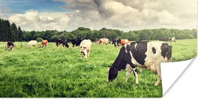 Produktbild von MuchoWow® Poster Kühe - Weide - Natur - Tiere - Landschaft 160x80 cm - Foto Poster