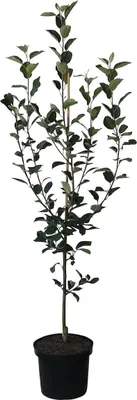 Produktbild von Elstar Buschbaum ca. 110-140 cm 10 L Topf MM 111