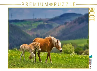 Produktbild von CALVENDO Puzzle Haflinger Stute mit Fohlen | 1000 Teile Lege-Größe 64x48cm Foto-Puzzle für glückliche Stunden