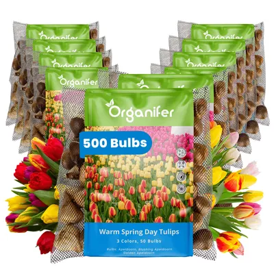 Obrázok produktu pre Tulipánové Cibule - 500 Kvetinových Cibúľ - Teplý Jarný Deň - Apeldoorn Mix Žltá Oranžová Červená - Organifer