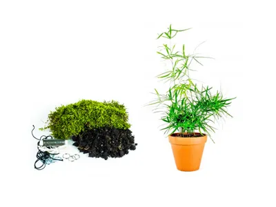 Obrázok produktu pre Gardners Kokedama "Vyrob si sám" Asparagus falcatus (L)