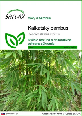 Produktbild von SAFLAX - kalkatský bambus - Dendrocalamus strictus - 50 Semená