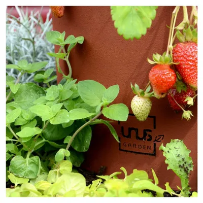 Produktbild von Kräuterspirale aus Edelrost, rundes Kräuterbeet für Terrasse und Garten, 3 Ebenen, Ø 30 cm, 60 cm, 90 cm