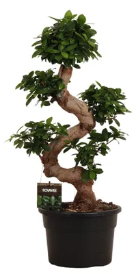 Immagine prodotto di Ficus Microcarpa Ginseng - 70-80cm - Ø27cm - Pianta d'appartamento - Sempreverde