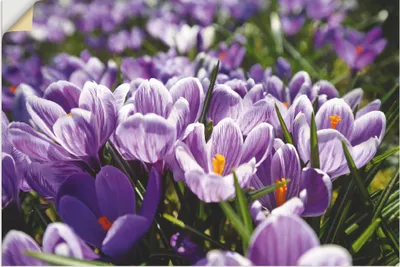 Produktbild von ARTland Wandbild, selbstklebend Krokusblumenwiese Größe: 90x60 cm