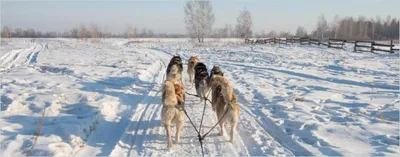 Produktbild von Wallario Wandbild aus Acryl, 125 x 50 cm, freischwebende Optik - Hundeschlitten im Schnee