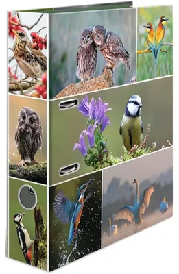 Produktbild von HERMA Motiv-Ordner A4 Animals Heimatvögel, A4, Halteöse, Lagerung, Karton, Mehrfarbig, 7 cm