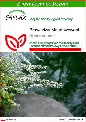 Zdjęcie produktu dla SAFLAX - Prawdziwy Meadowsweet - 500 Nasiona - Z podłożem uprawowym wolnym od zarazków - Filipendula ulmaria