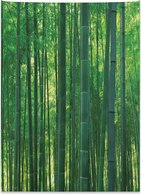 Produktbild von Abakuhaus asiatisch Wandteppich, Grüner wilder exotischer Bambus aus Weiches Mikrofaser Stoff Kein Verblassen Klare Farben Waschbar, 110 x 150 cm, Grün