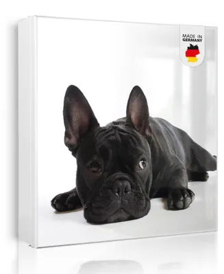 Produktbild von banjado Schlüsselkasten aus Metall, 30x30cm groß mit 32 Haken, als Magnettafel nutzbar, Korpus weiß, Anschlag links, Bulldogge [SKGW2 10004]