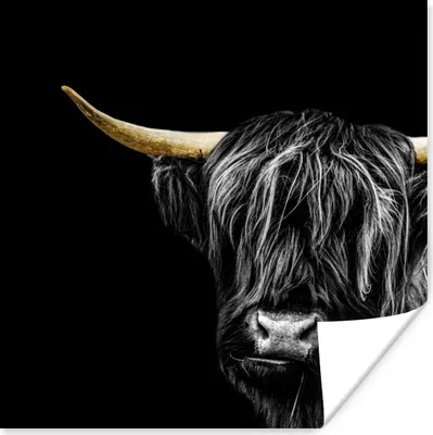 Produktbild von MuchoWow® Poster Schottisches Hochlandrind - Goldene Hörner 30x30 cm - Wandposter - Printing