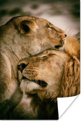 Produktbild von MuchoWow® Poster Löwen - Liebe - Tiere 80x120 cm - Papierdruck