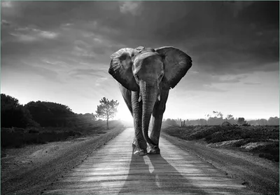 Produktbild von Wallario Fototapete Vliestapete, seidenmatte Oberfläche, einfache Verarbeitung, Größe 400 x 280 cm, Motiv Elefant bei Sonnenaufgang in Afrika schwarzweiß
