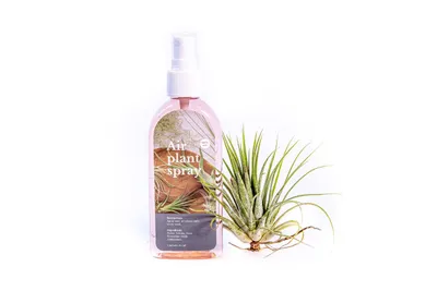 Obrázek produktu pro Gardners Set Tillandsia ionantha s hnojivem