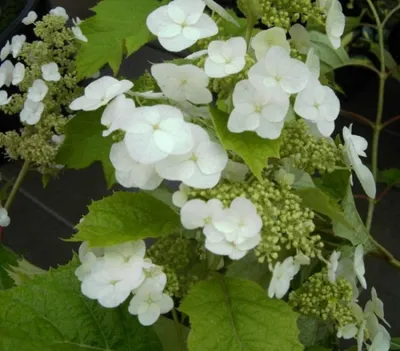 Produktbild von Eichenblättrige Hortensie Snow Queen - Hydrangea quercifolia Snow Queen - 40-60cm