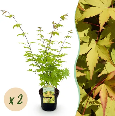 Image de Plante de terrasse - Erable japonais - Acer palmatum Summergold - Jaune - 2 Plantes - Caduque - 60-70cm - Ø25cm - Plante de jardin