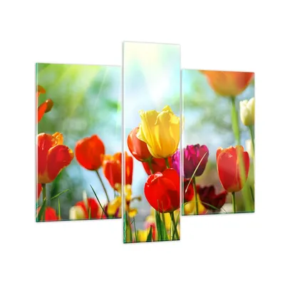 Produktbild von Bilder auf glas - Tulpe Blume Plantage Wiese - 95x80cm - Glasbilder - Wandbilder - Kunstdruck - zum Aufhängen bereit - Wanddekoration aus Glas - Glas Bilder - Wandbild auf Glas - GCB95x80-2566