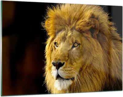 Produktbild von Bilder auf glas - Löwe Tiere Tierwelt - 120x80cm - Glasbilder - Wandbilder - Kunstdruck - zum Aufhängen bereit - Wanddekoration aus Glas - Glas Bilder - Wandbild auf Glas - Einteilig - GAA120x80-1237