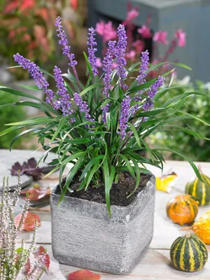 Produktbild von Liriope muscari 'Moneymaker', Lilientraube, immergrün, ca. 11x11 cm Topf