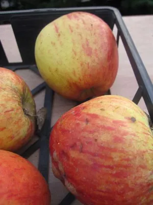 Produktbild von Herbstapfel Hilde - Malus domestica - 140-150cm