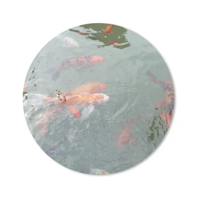 Produktbild von MuchoWow® Mauspad Mousepad Eine Gruppe von Koi-Karpfen in einem Teich 30x30 cm - Mousepads - Maus Mat - Pad - Mausunterlage - Tischunterlage - Schreibtischmatten