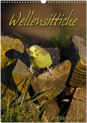 Produktbild von Wellensittiche (Wandkalender 2026 DIN A3 hoch), CALVENDO Monatskalender