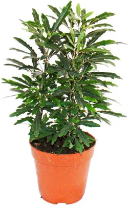 Obrázok produktu pre Exotické srdce - prstová arália - zelená - Dizygotheca elegantissima - nenárocná na údržbu - 12cm kvetinác