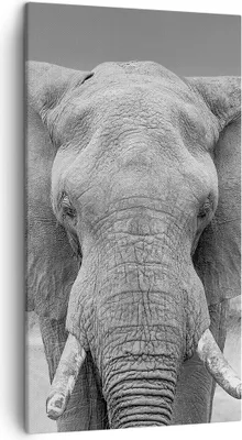 Produktbild von Bild auf Leinwand - Leinwandbild - Einteilig - Elefant Afrika Tier - 45x80cm - Wand Bild - Wanddeko - Wandbilder - Leinwanddruck - Bilder - Wanddekoration - Leinwand bilder - Wandbild - PA45x80-5072