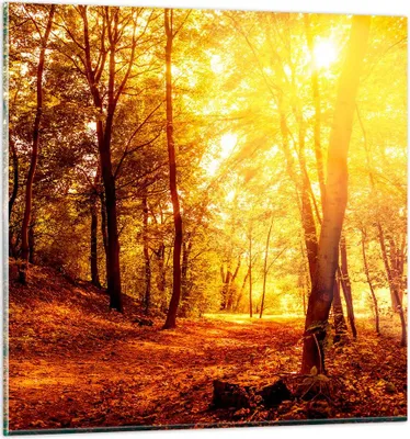 Produktbild von Bilder auf glas - Wald Baum Natur - 70x70cm - Glasbilder - Wandbilder - Kunstdruck - zum Aufhängen bereit - Wanddekoration aus Glas - Glas Bilder - Wandbild auf Glas - Einteilig - GAC70x70-3722