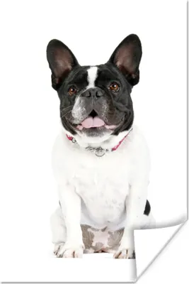 Produktbild von MuchoWow® Poster Französische Bulldogge - Schwarz - Weiß 20x30 cm - Papierdruck