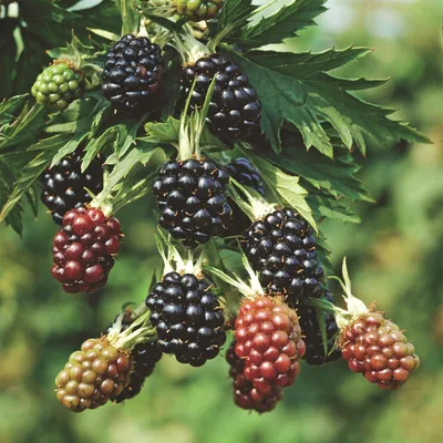 Image de Mûre Rubus fruticosus Thornless Evergreen, 2 plants, résistants au froid, sans