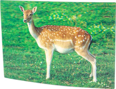 Produktbild von 3D Postkarte Damwild 16 x 11 cm
