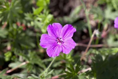 Produktbild von Geranium sanguineum 'Tiny Monster', Storchschnabel, ca. 9x9 cm Topf