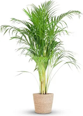 Produktbild von Green boutiQ - Zimmerpflanze - Goldfruchtpalme - Dypsis Lutescens Areca - Grün - Pflegeleicht - 1 Pflanze - mit Korb - Topf 21cm - Höhe 90 - 100cm