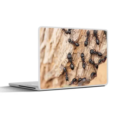 Produktbild von MuchoWow® Laptop Aufkleber Sticker Cover Ameisen - Baumstamm - Holz 25x18 cm - Laptop-Deko