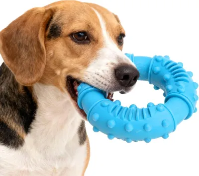 Produktbild von Kauknochen Hundespielzeug, unverwüstlich, Kauspielzeug aus Gummi, spielerische Zahnpflege, Naturkautschuk, Ringspielzeug für kleine Hunde, mittelgroße