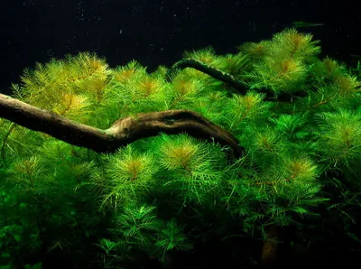 Produktbild von Myriophyllum mattogrossense Topf Wasserpflanze