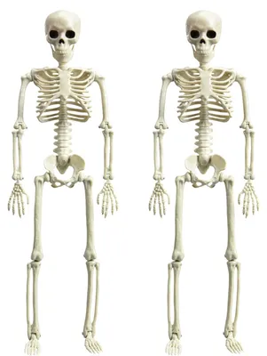 Image de Décoration d'Halloween sur le thème du squelette (lot de 2, 40 cm)